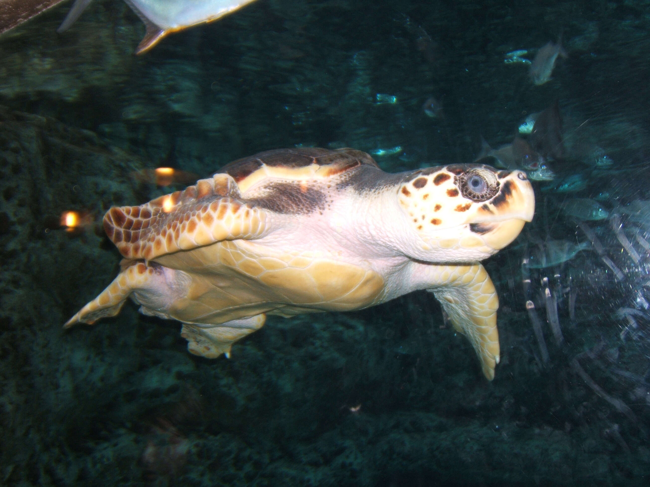 Image of Caretta