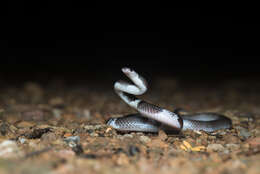 Image of Malayan Banded Wolf Snake