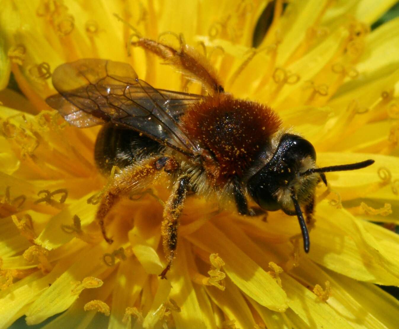 Image of early mining bee