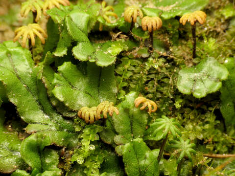 Image of common liverwort