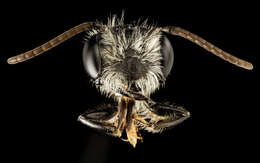 Image of Andrena perplexa Smith 1853