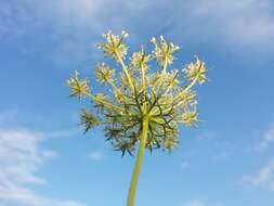 Image of Queen Anne's lace