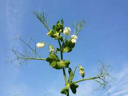 Plancia ëd Pisum sativum var. macrocarpum