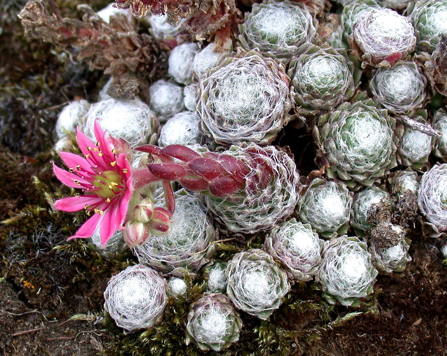 Image of Cobweb Houseleek