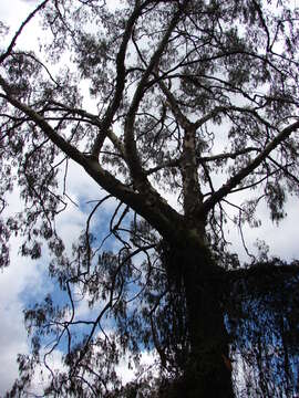 Image of lemonscented gum