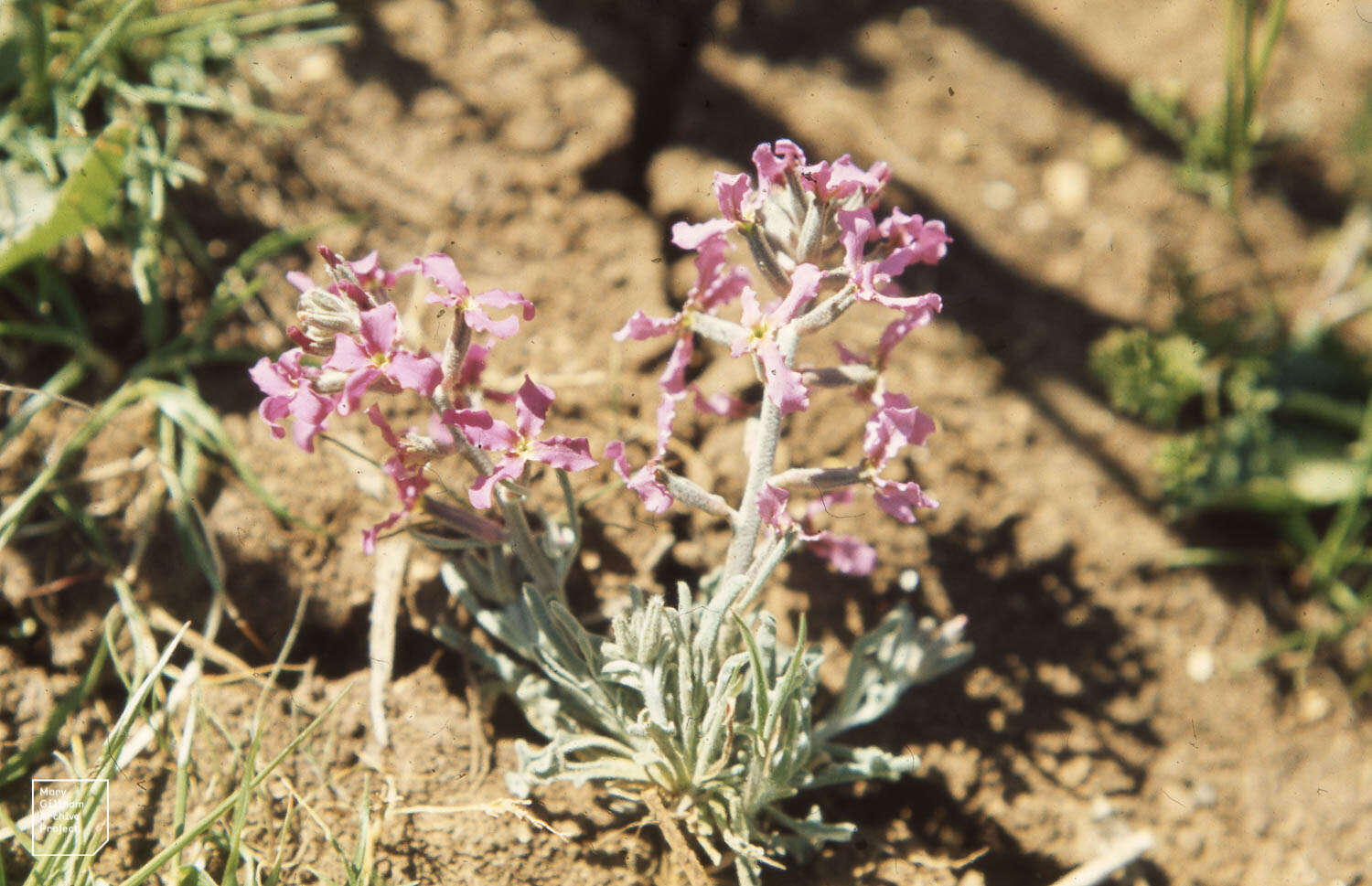 Plancia ëd Matthiola