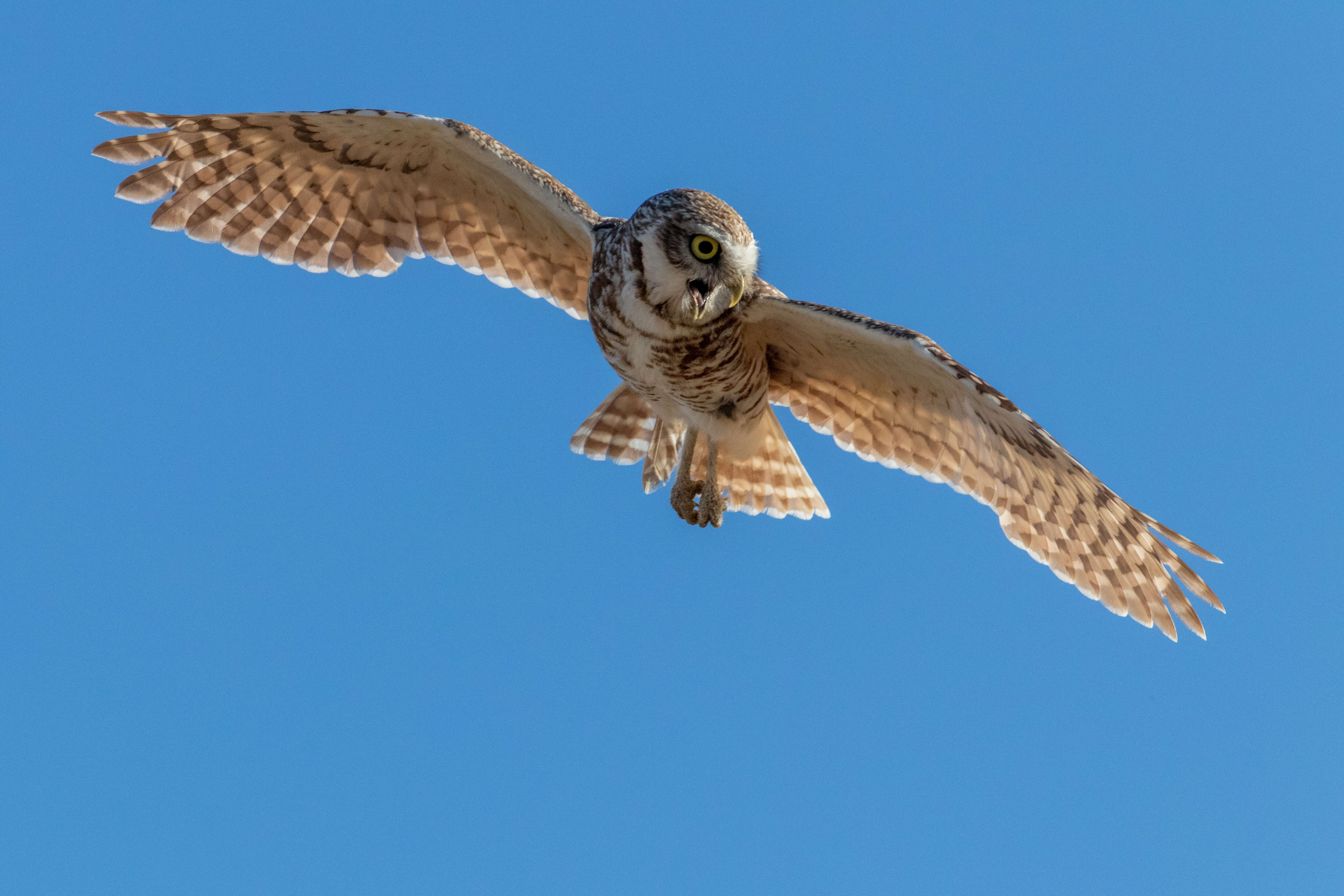 Image of Burrowing Owl