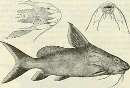 Image of Synodontis granulosus Boulenger 1900