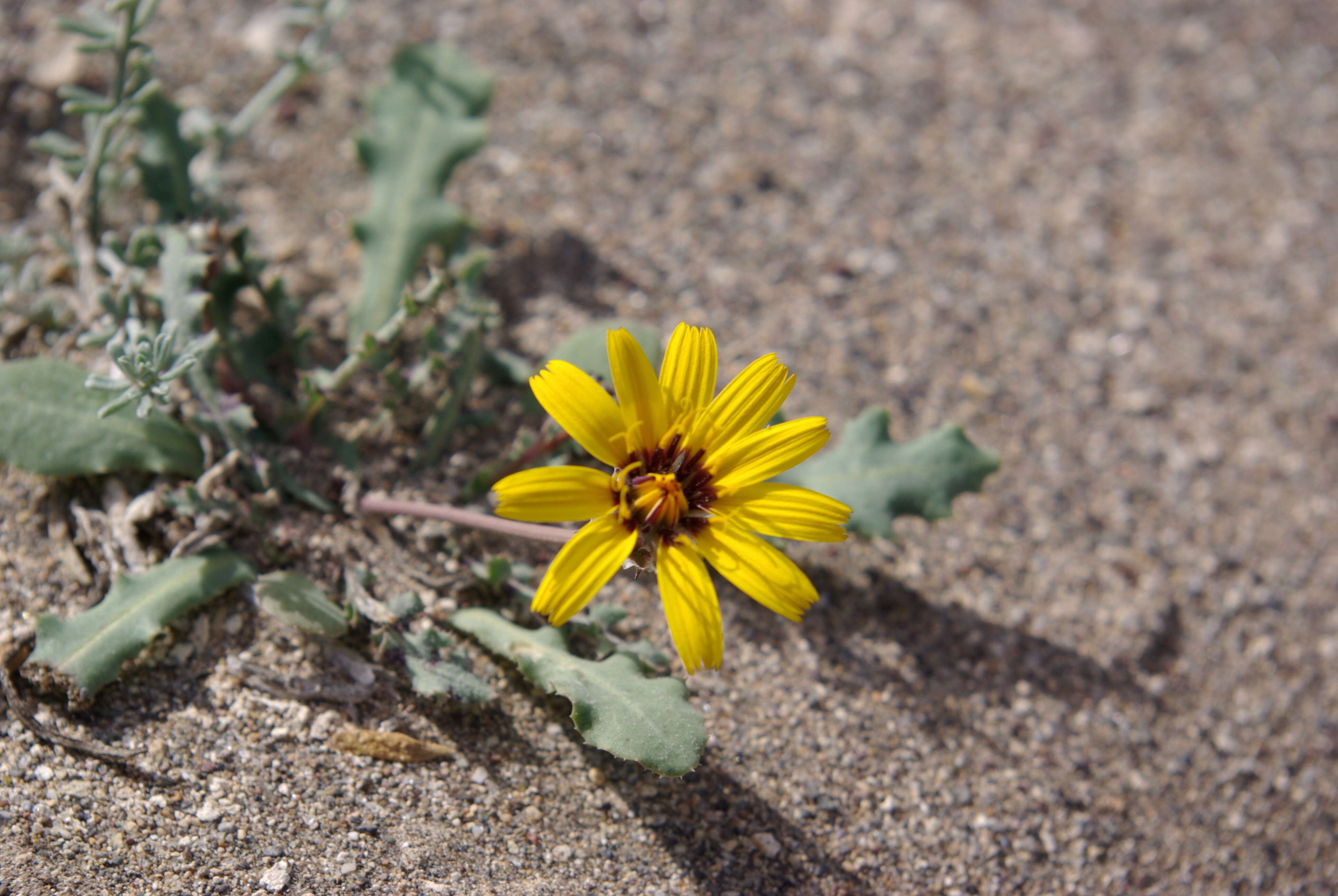 Image of False sowthistle