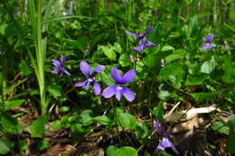 Image de Viola uliginosa Besser