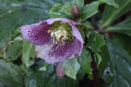 Image of Stinking Hellebore