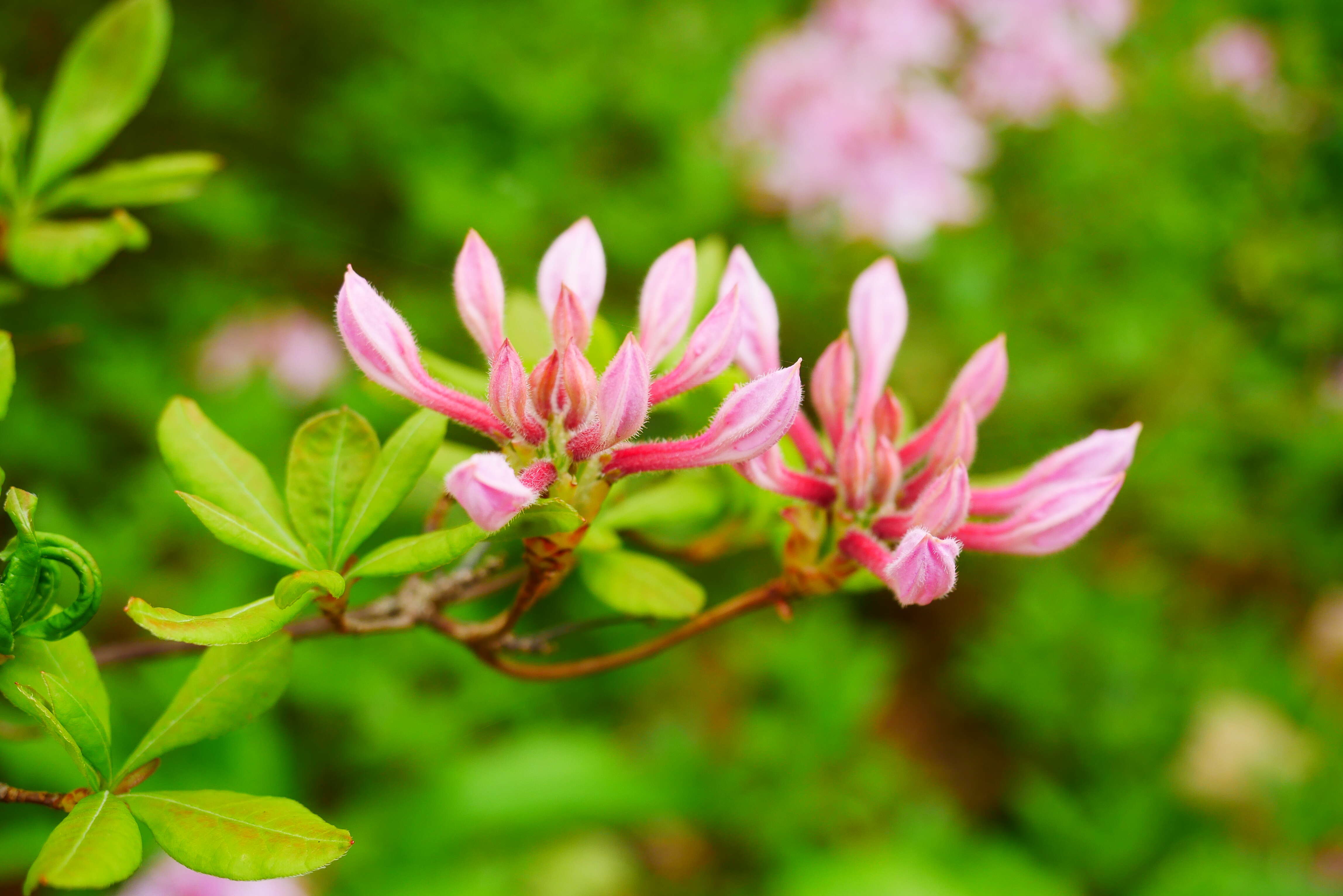 Image of pink azalea