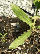 Image of smallflower hawksbeard