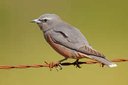 Image of White-browed Woodswallow