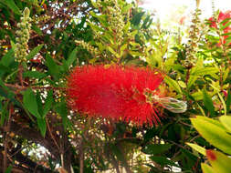 صورة Callistemon citrinus (Curtis) Skeels