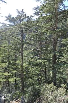 Image of Cyprus Cedar