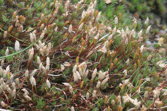 Image of Polytrichum moss