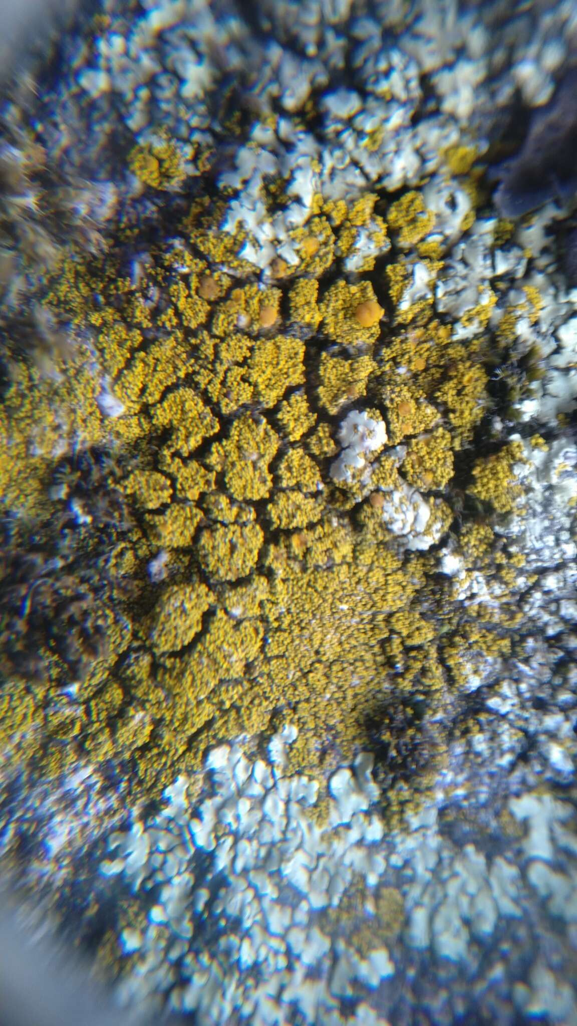 Image of Candelariella coralliza (Nyl.) H. Magn.