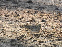 Image of Pin-tailed Snipe