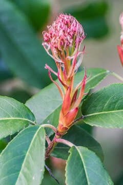 Plancia ëd Photinia glabra (Thunb.) Maxim.