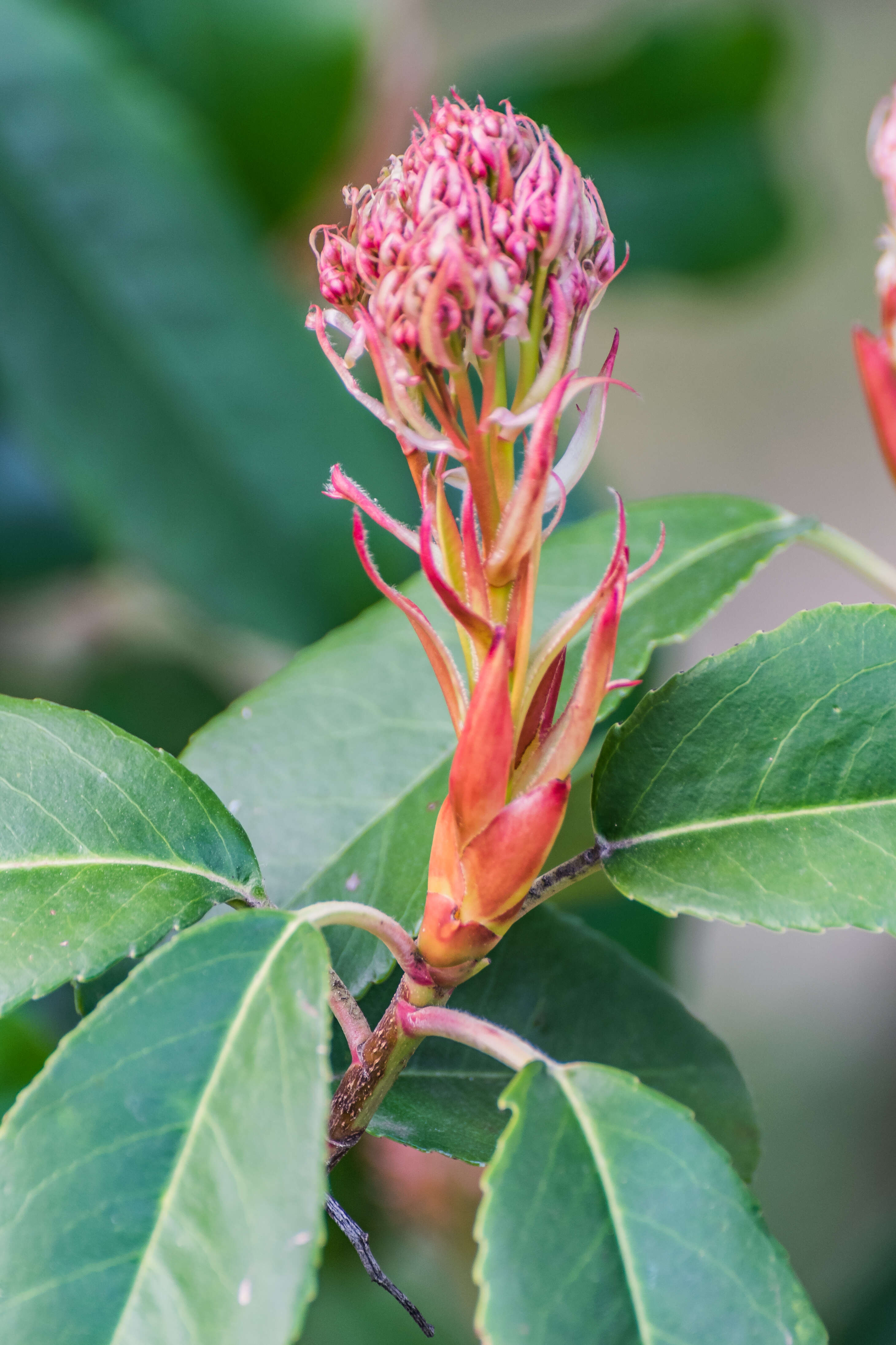 Image de Photinia glabra (Thunb.) Maxim.