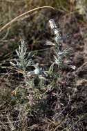 Image of Artemisia austriaca Jacq.