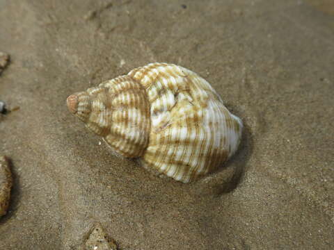 Image of Common whelk