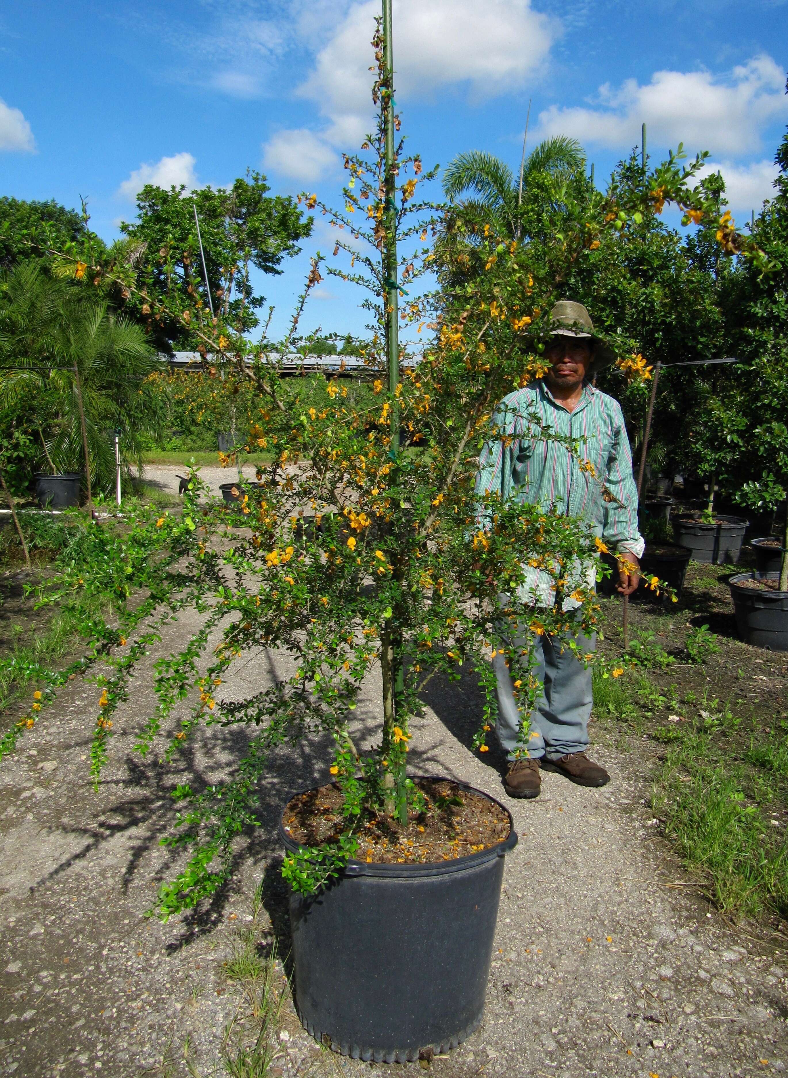 Image of West indian ebony