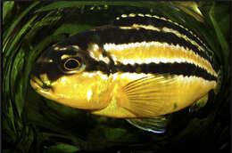 Image of Golden Mbuna