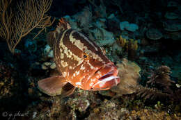 Image of Nassau Grouper