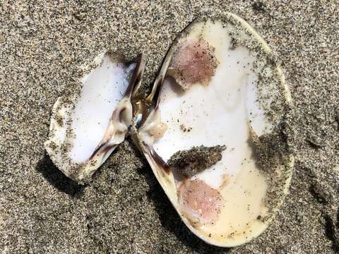 Image of Pismo clam