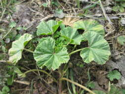 Image of common mallow