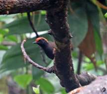 Image of Rufous-capped Antthrush
