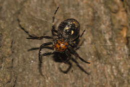 Image of Walnut Orb-Weaver Spider