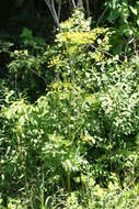 Image of wild parsnip