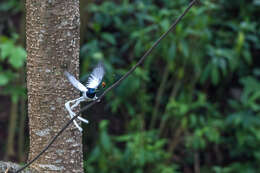 Image of Asian Paradise-Flycatcher