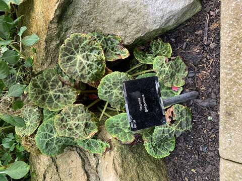 Слика од Begonia goegoensis N. E. Br.