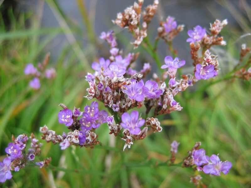 Image of Mediterranean sea lavender