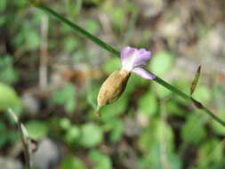 Image of Proliferous Pink