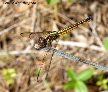 Image of Blue Chaser