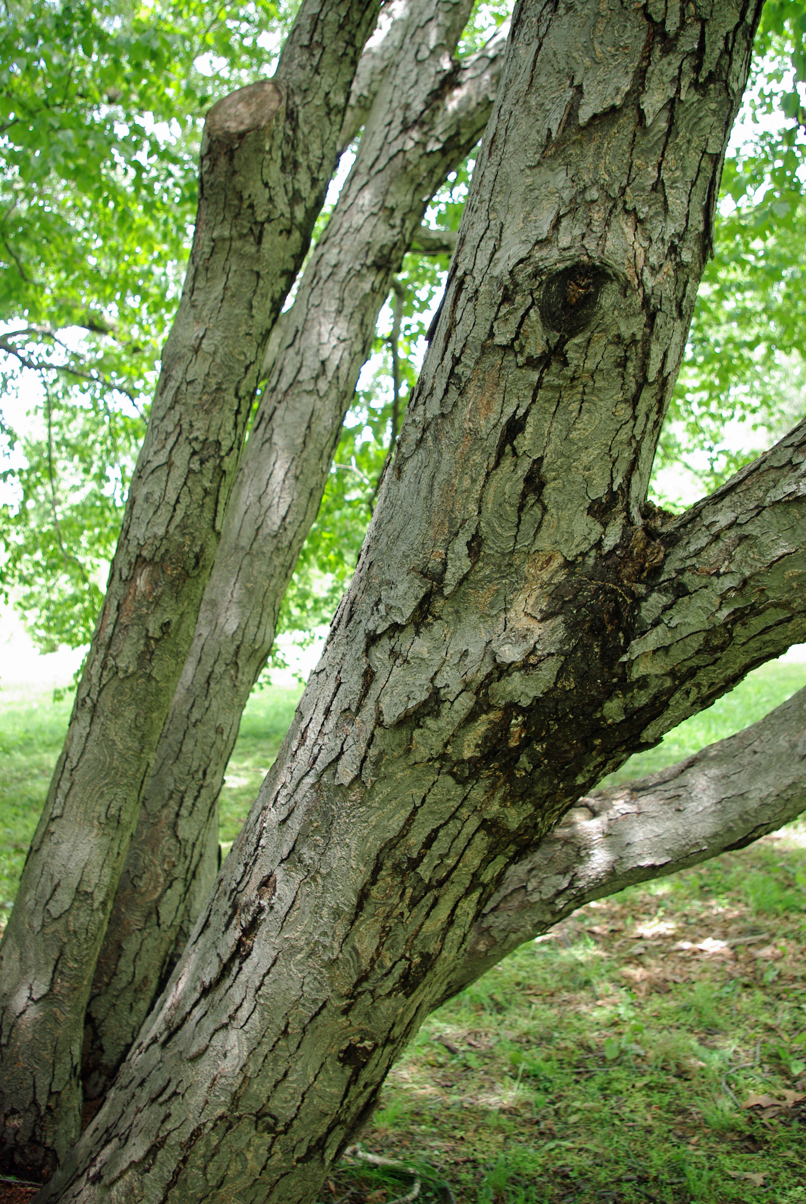 Betula schmidtii Regel resmi