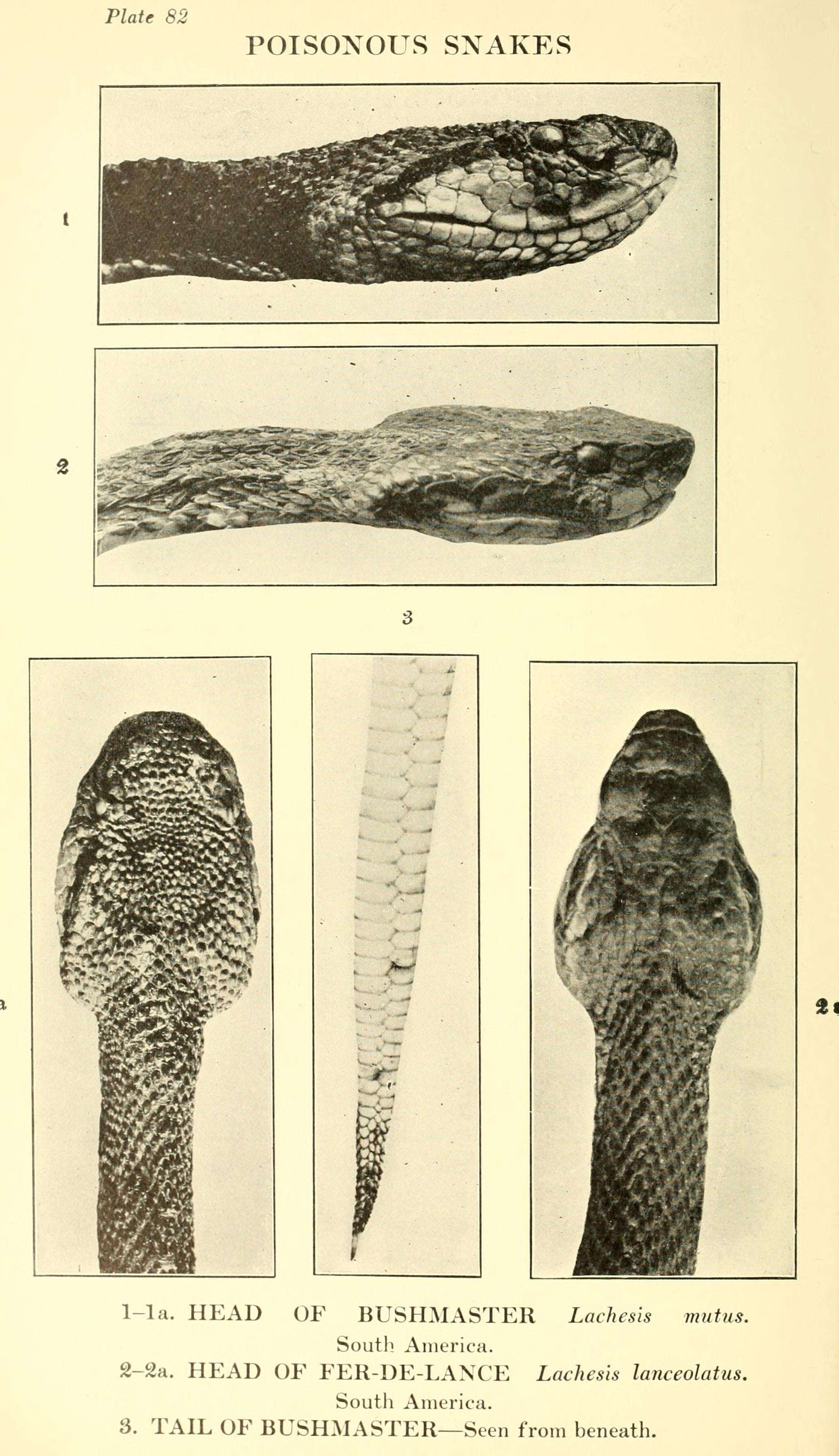 صورة Lachesis muta (Linnaeus 1766)