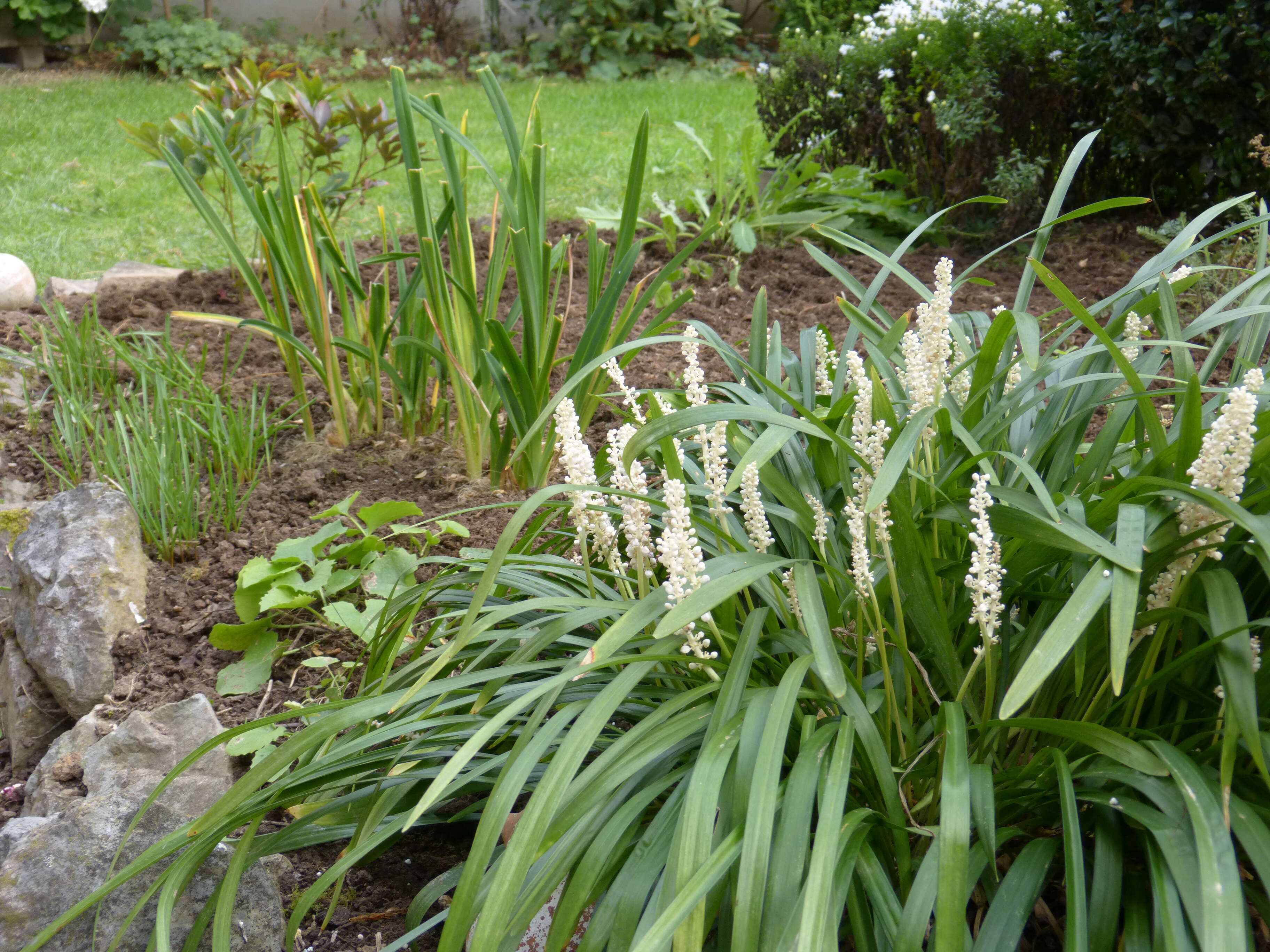 Image of Liriope