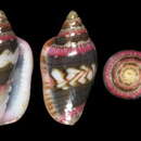 Image of Marginella britoi Rolán & Gori 2014