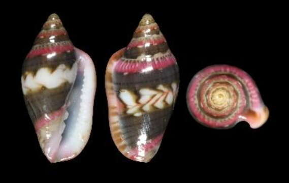 Image of Marginella britoi Rolán & Gori 2014