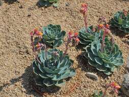 Image of Echeveria elegans Rose