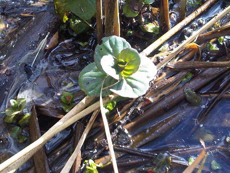 Image of Water Mint