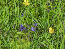 Plancia ëd Pinguicula grandiflora Lam.