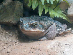 Image of Cururu Toad