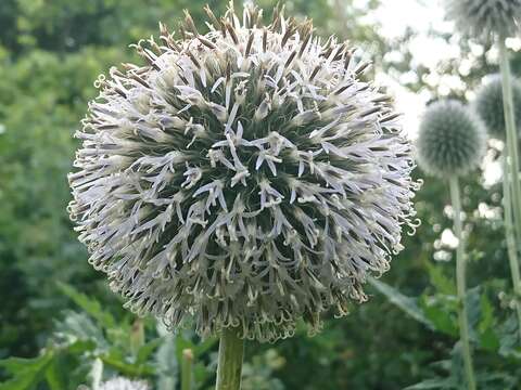 Image of tall globethistle